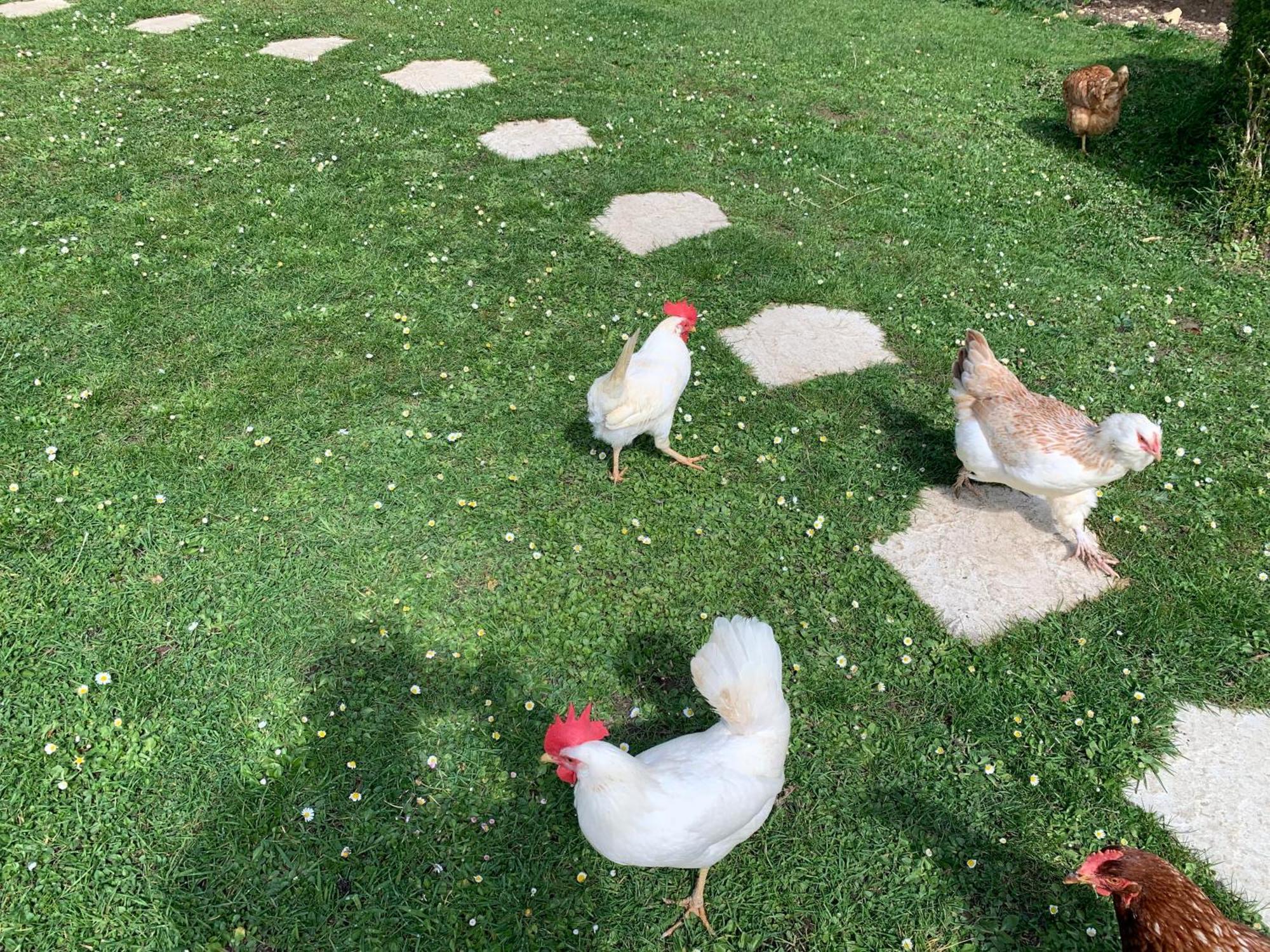Gite "Le Refuge" Dans Un Domaine De 7Ha Au Calme Vimoutiers Exterior photo
